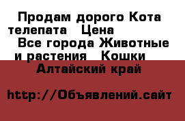  Продам дорого Кота-телепата › Цена ­ 4 500 000 - Все города Животные и растения » Кошки   . Алтайский край